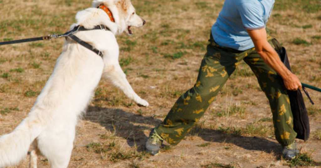 How to Use A Slip Lead On Dog