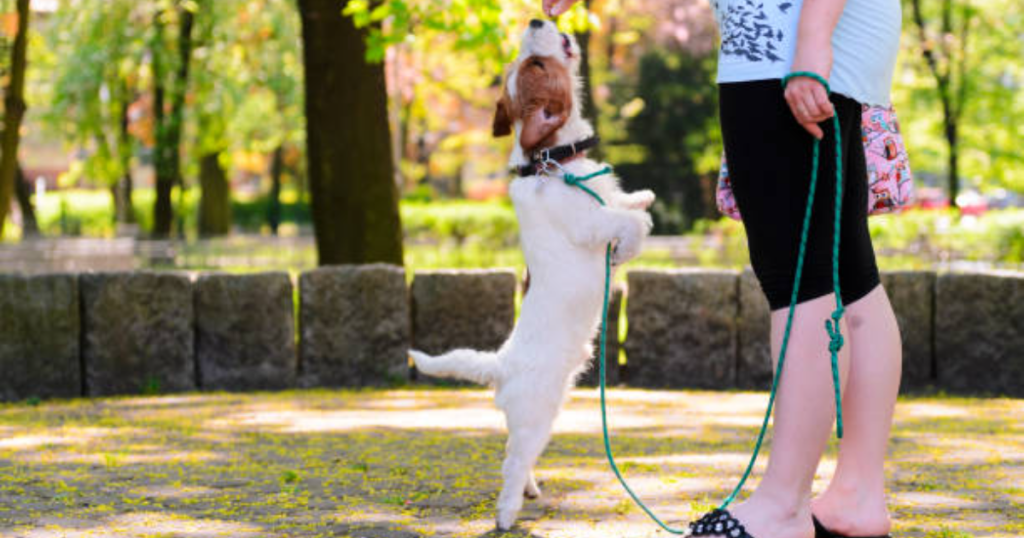 How to Use A Slip Lead On Dog