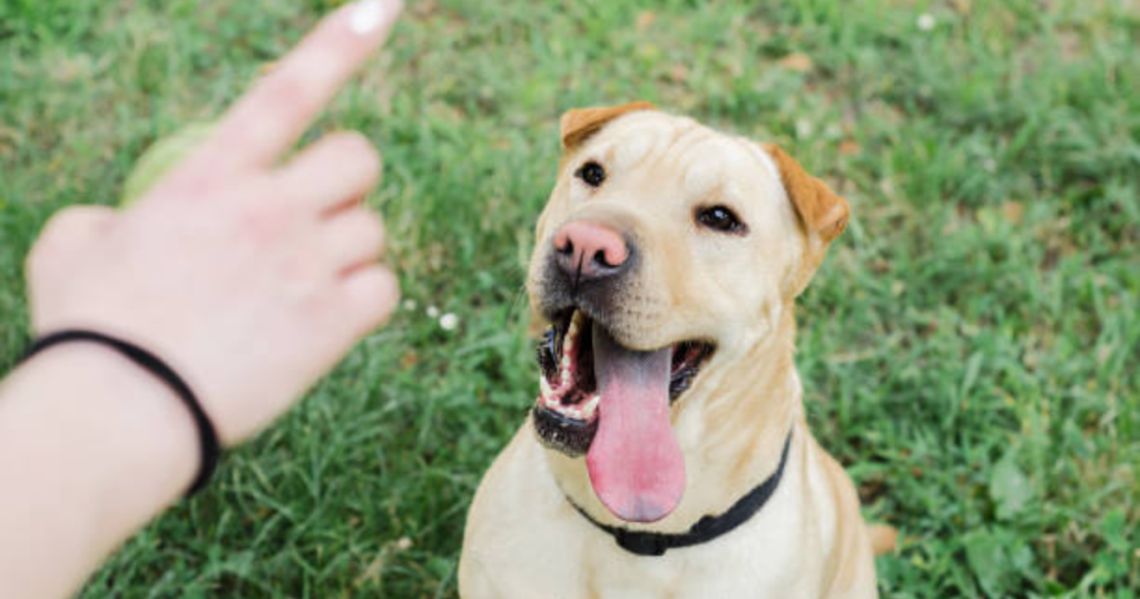 How To Train Your Dog To Ignore Other Dogs