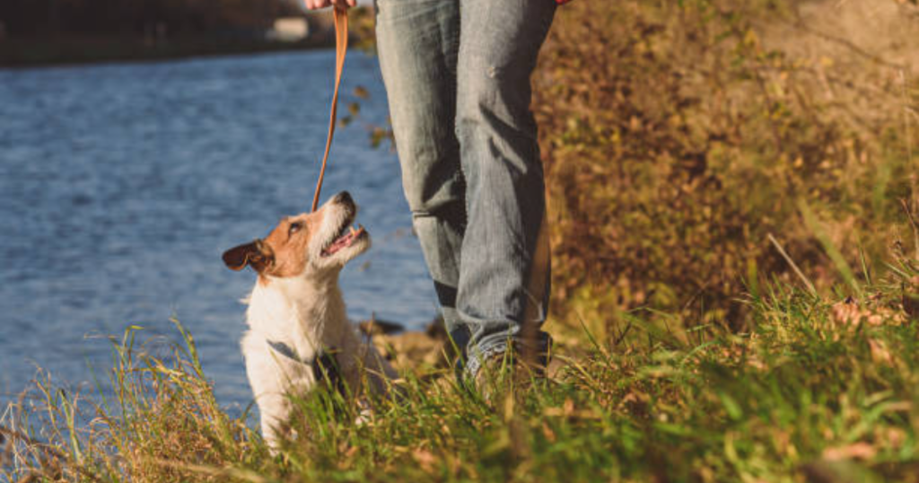 How to Use A Slip Lead On Dog