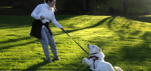 How to Use A Slip Lead On Dog