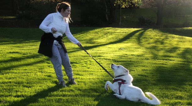 How to Use A Slip Lead On Dog