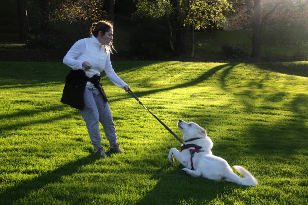 How to Use A Slip Lead On Dog