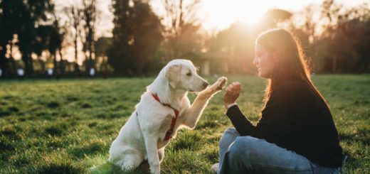 Train Your Dog To Ignore Other Dogs