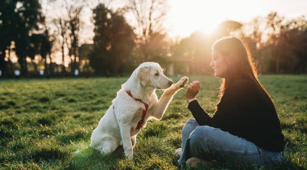 Train Your Dog To Ignore Other Dogs