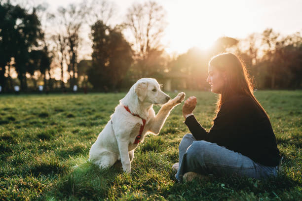 Train Your Dog To Ignore Other Dogs