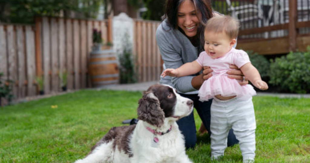 How To Teach A Dog To Play