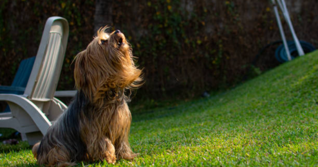 How To Train A Yorkie Not To Bark