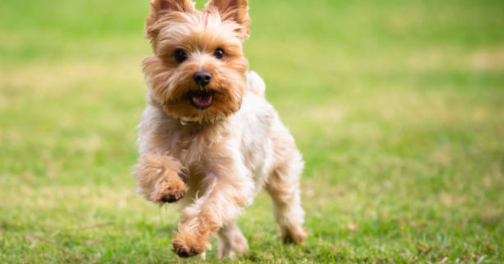 How To Train A Yorkie Not To Bark