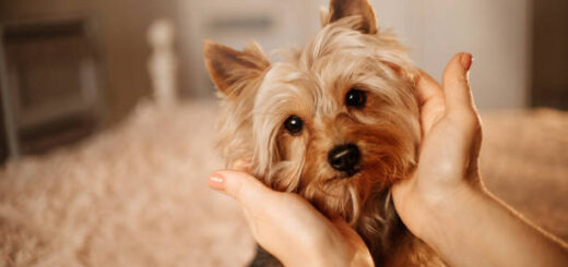 How To Train A Yorkie Not To Bark