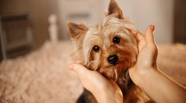 How To Train A Yorkie Not To Bark