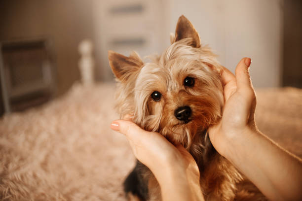 How To Train A Yorkie Not To Bark