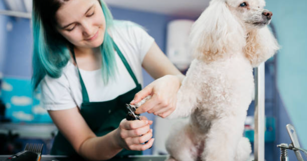 How Long Does It Take To Become A Dog Groomer