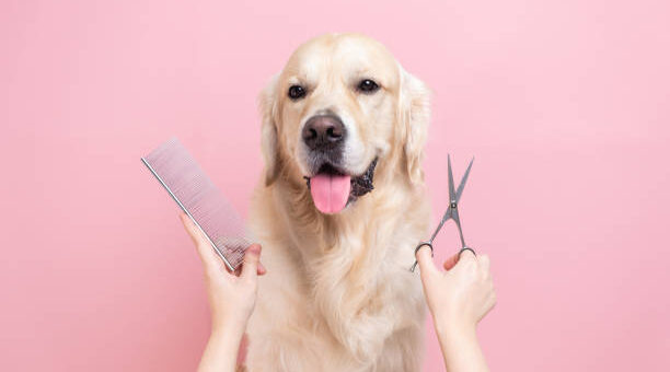 How Long Does It Take To Become A Dog Groomer