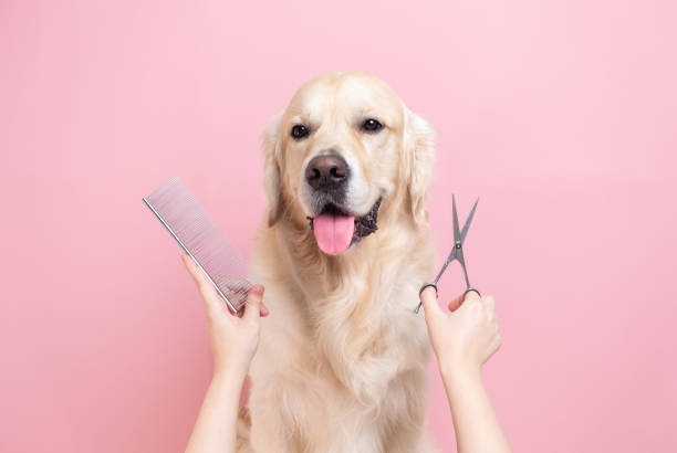 How Long Does It Take To Become A Dog Groomer